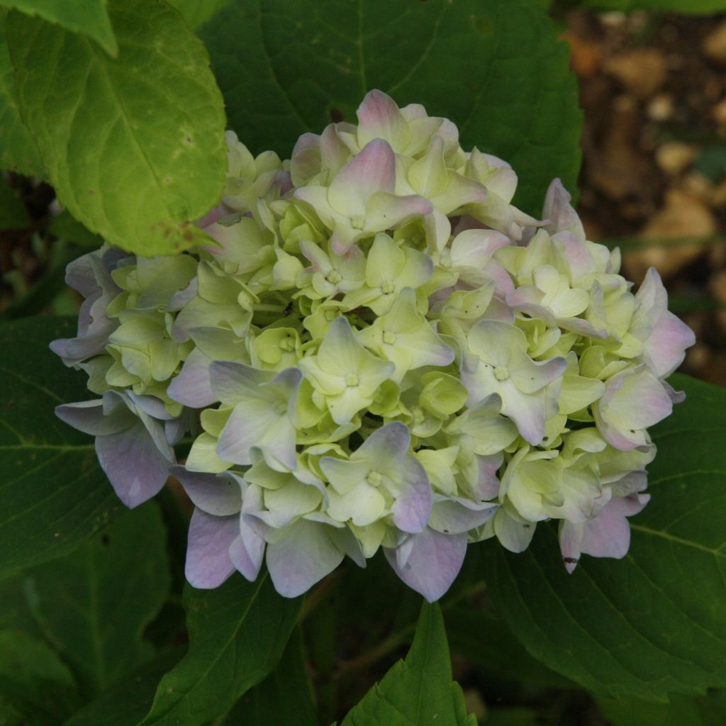 Hortensia - Hydrangea macrophylla Generale Vicomtesse de Vibraye