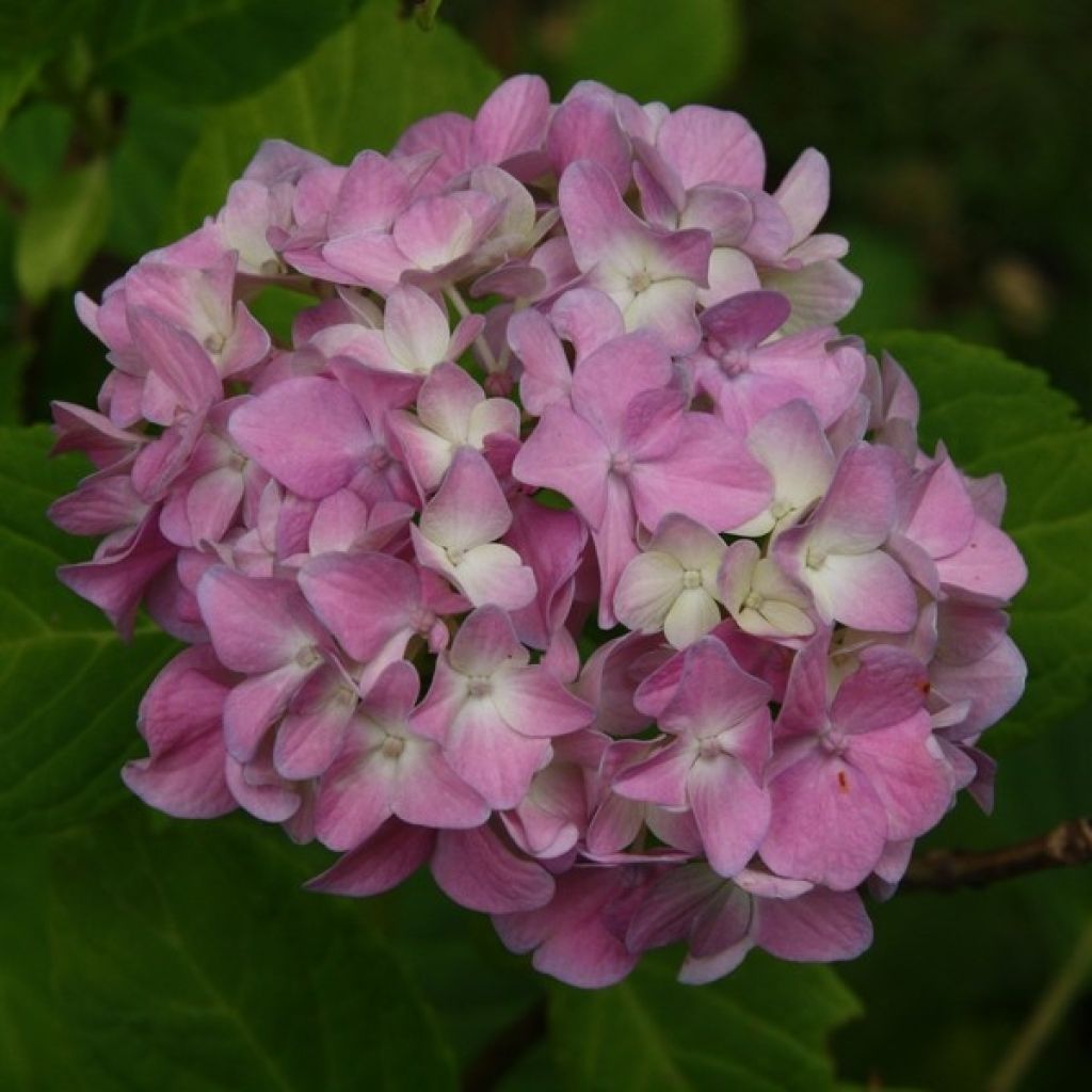 Hortensia - Hydrangea macrophylla Generale Vicomtesse de Vibraye