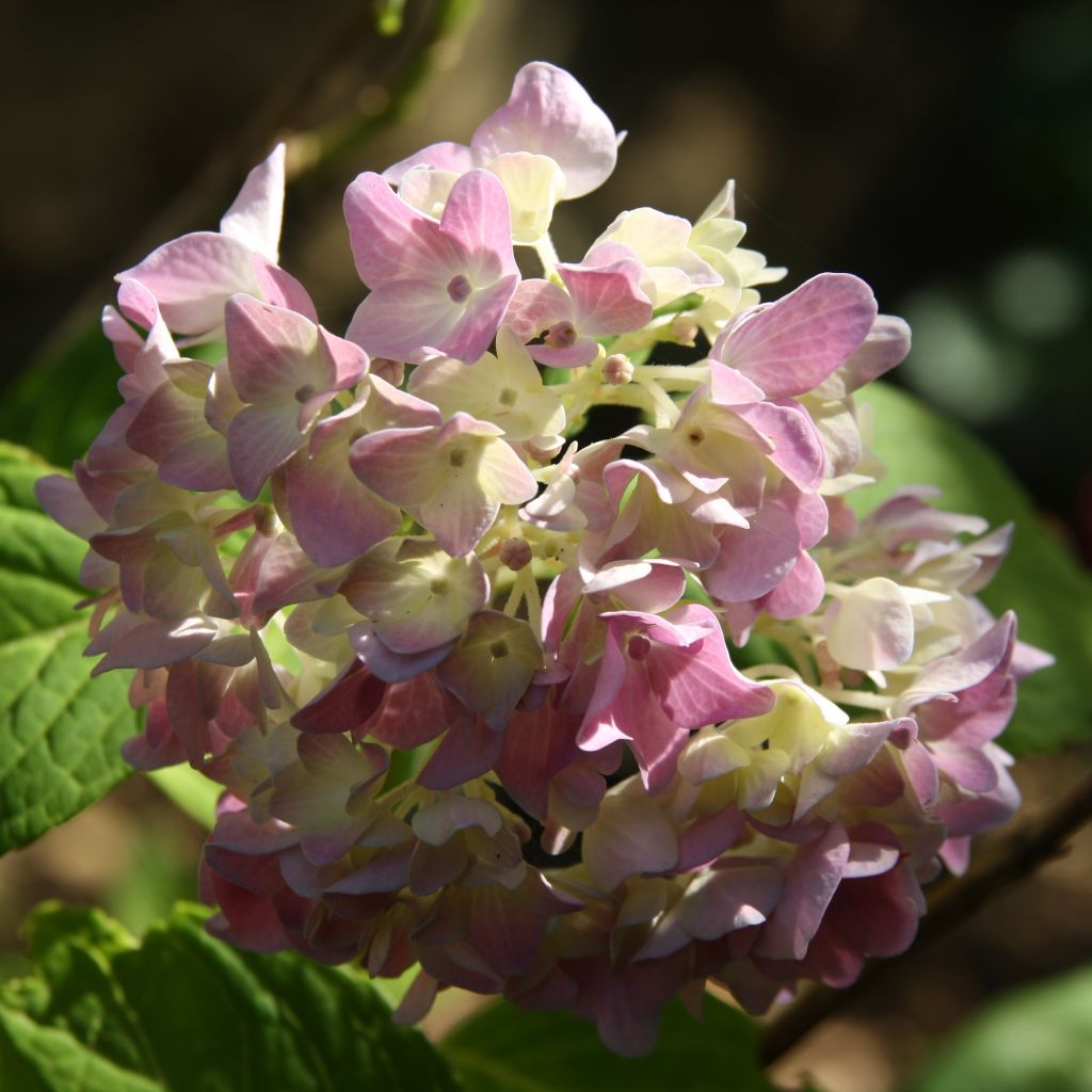 Hortensia - Hydrangea macrophylla Generale Vicomtesse de Vibraye