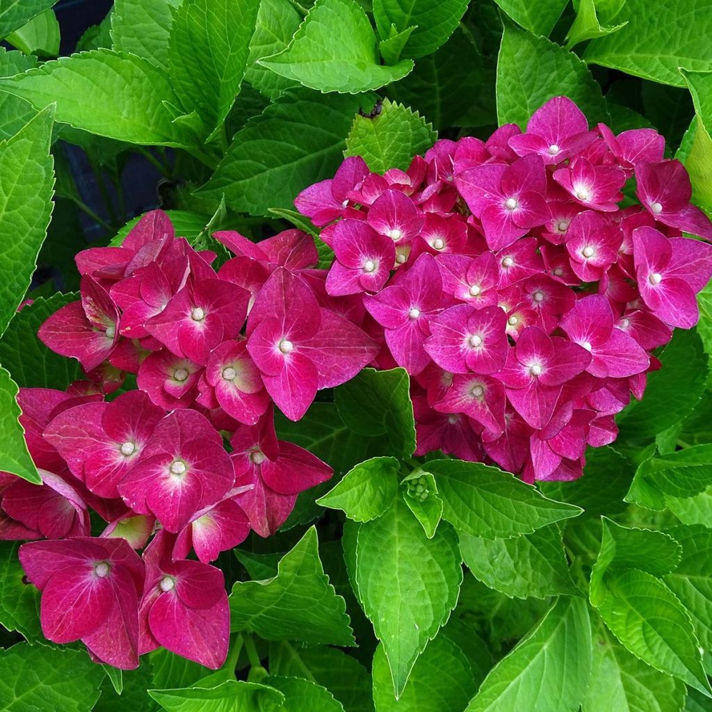 Hortensia - Hydrangea macrophylla Green Shadow