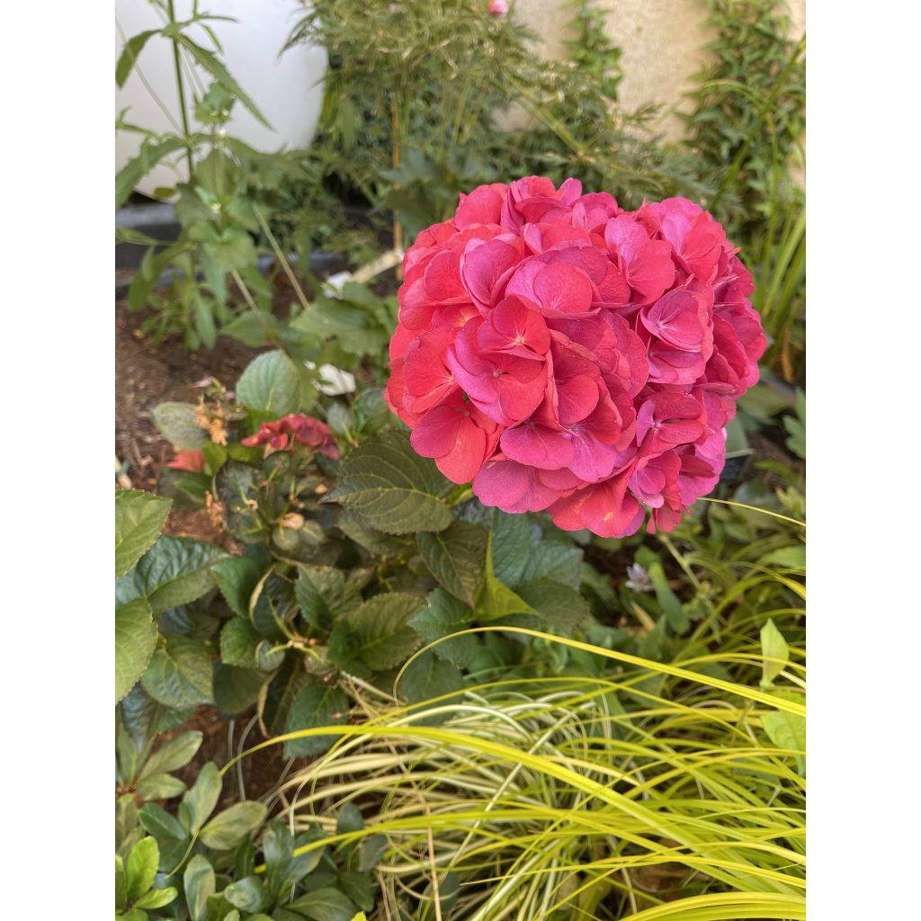 Hortensia - Hydrangea macrophylla Julisa 