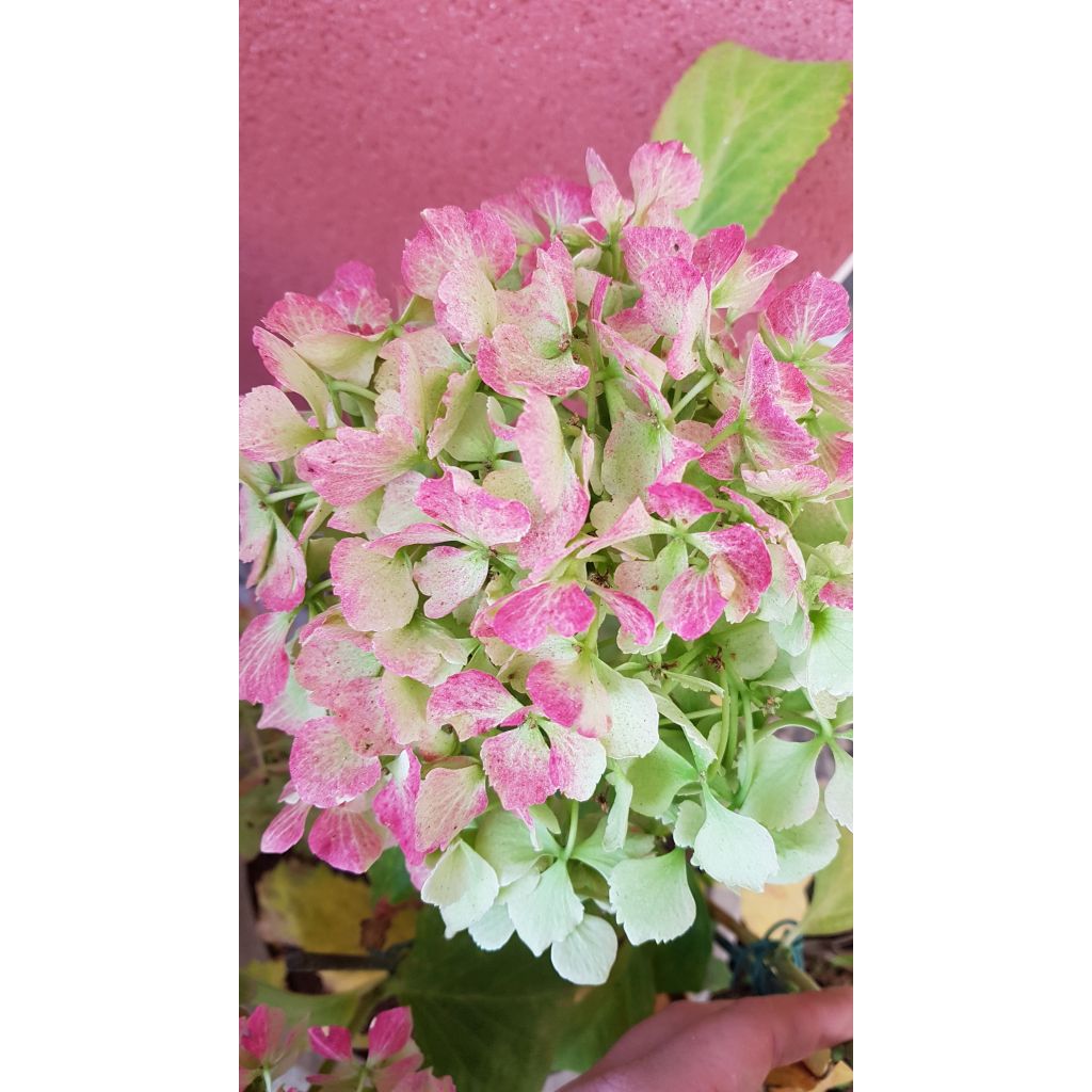 Hortensia - Hydrangea macrophylla Magical Jade