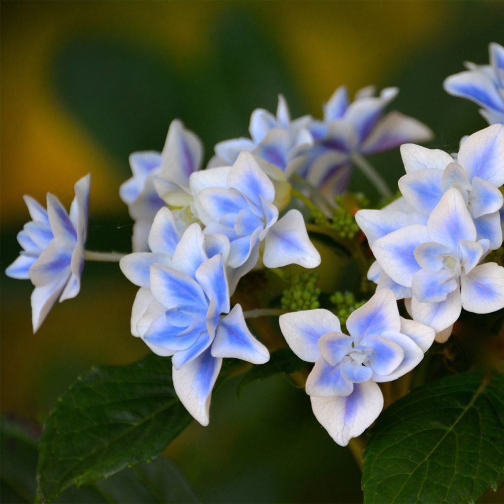 Hortensia - Hydrangea macrophylla Star Gazer Bleu