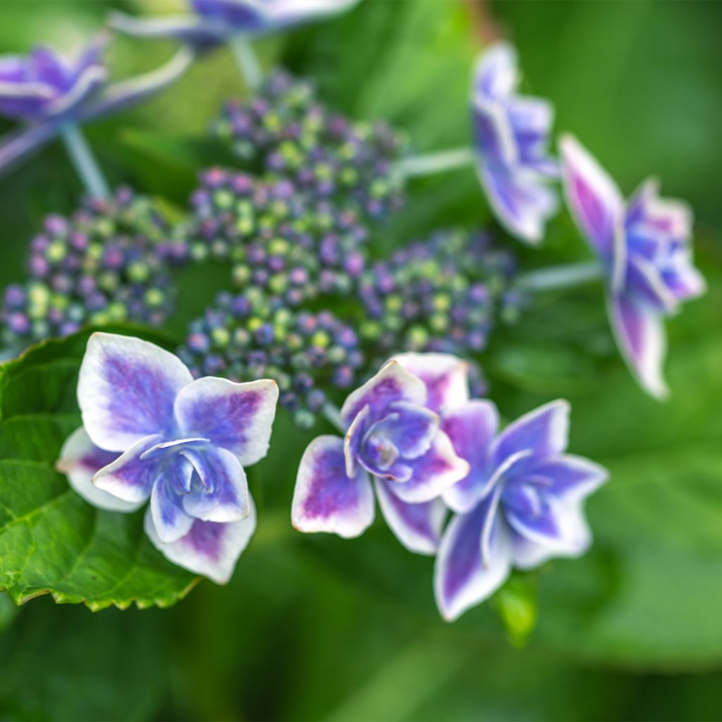 Hortensia - Hydrangea macrophylla Star Gazer Bleu
