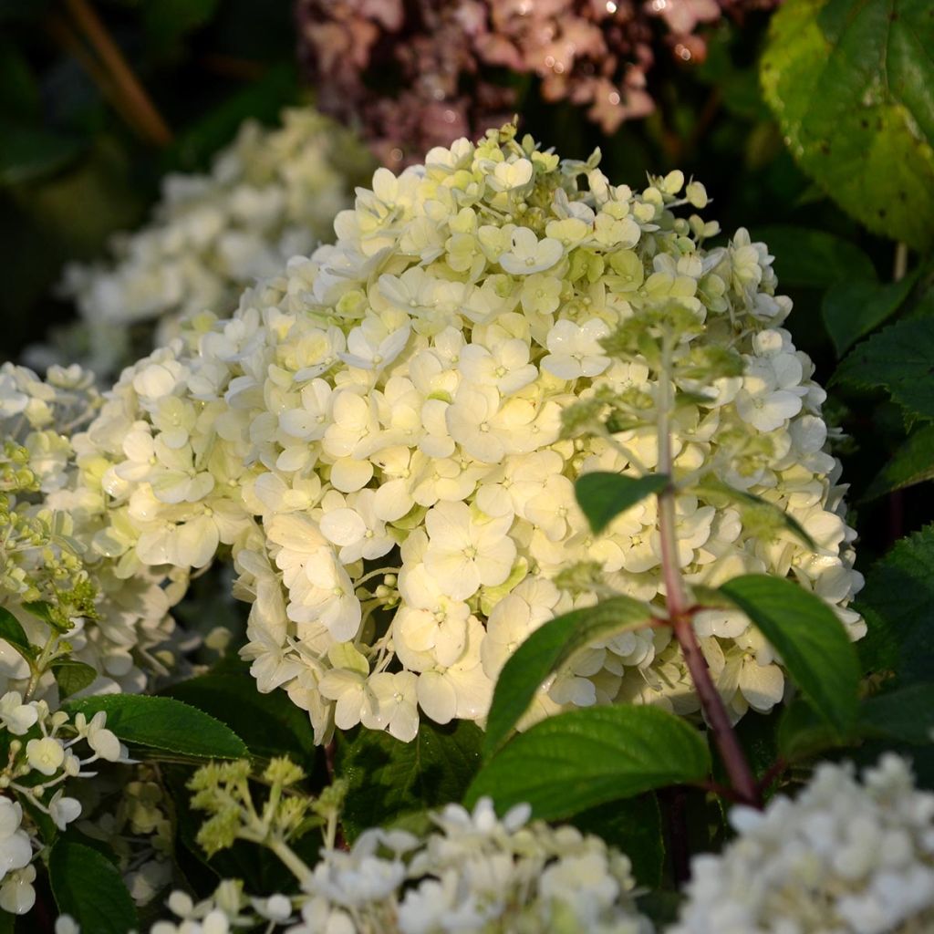 Hydrangea paniculata Bobo - Hortensia paniculé nain