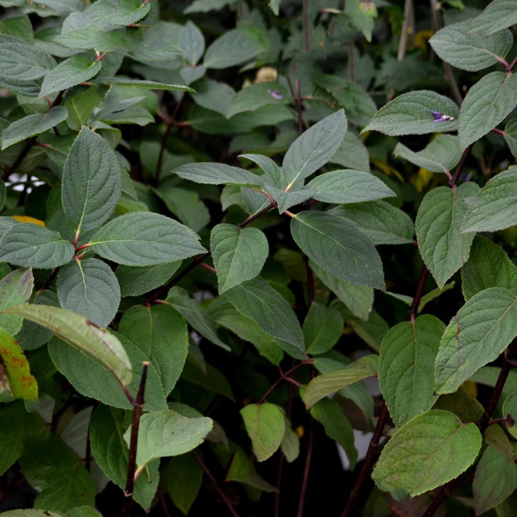 Hortensia - Hydrangea paniculata Mega Mindy