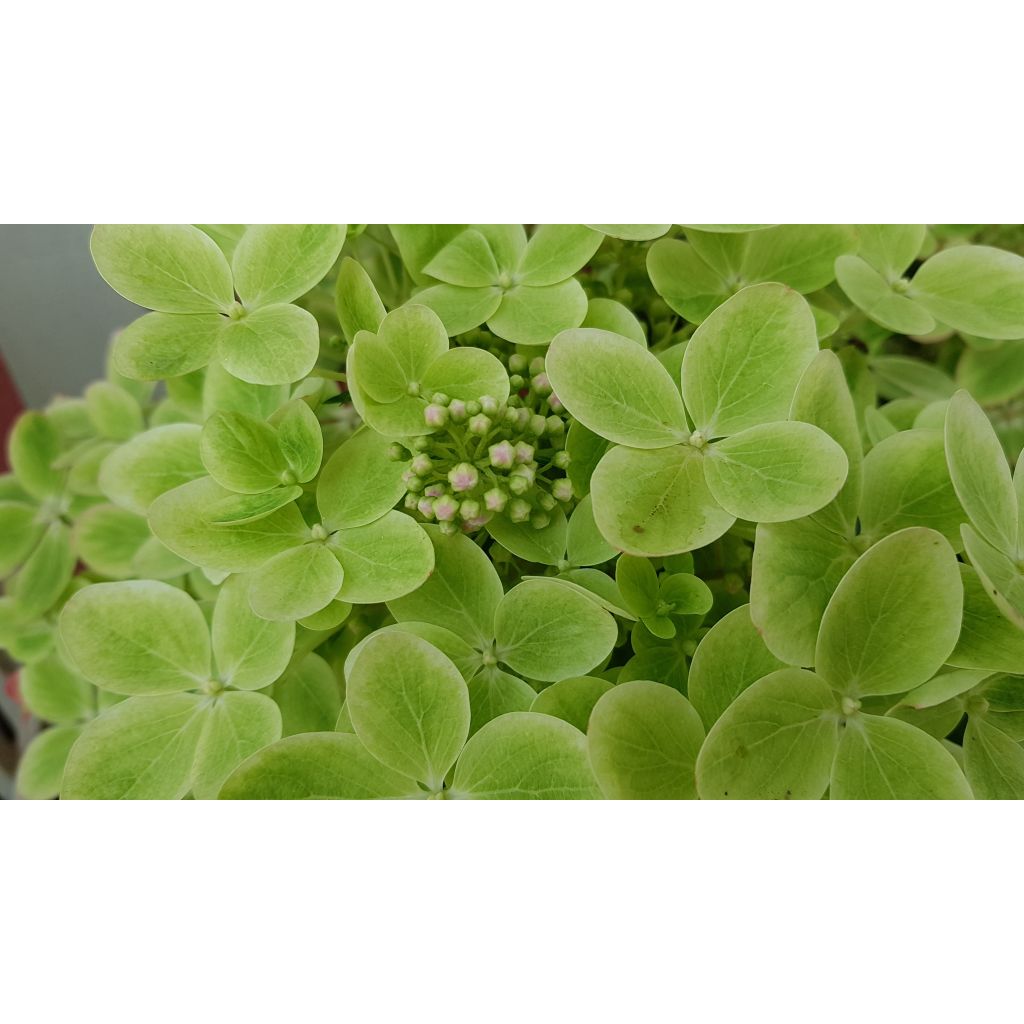 Hydrangea paniculata Pastelgreen - Hortensia paniculé