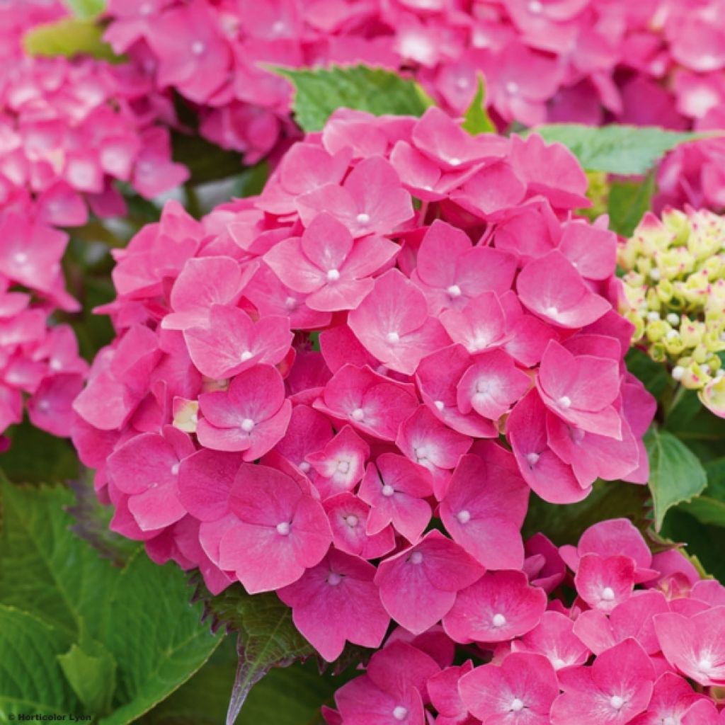 Hortensia - Hydrangea macrophylla Leuchtfeuer