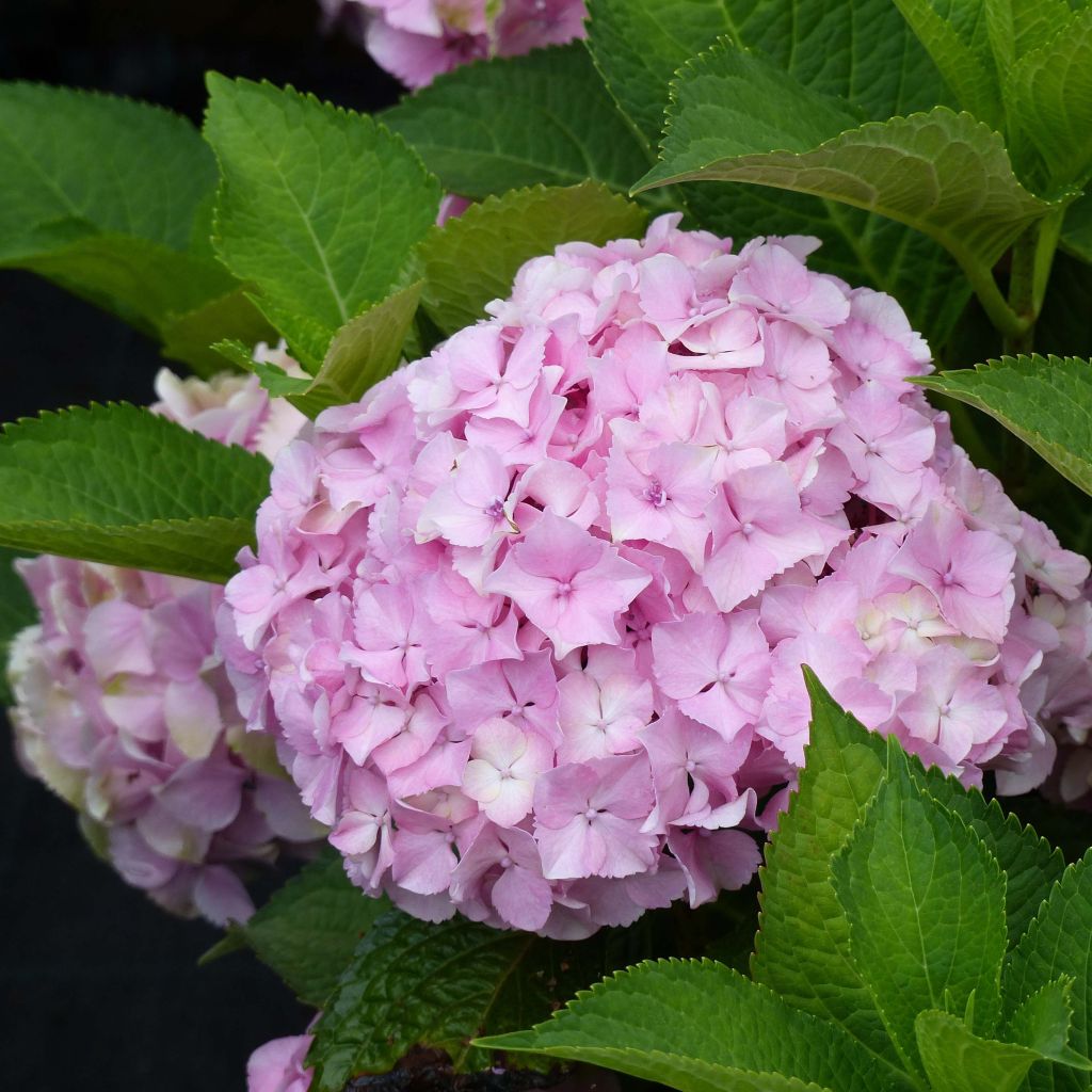 Hortensia macrophylla Magical Harmony