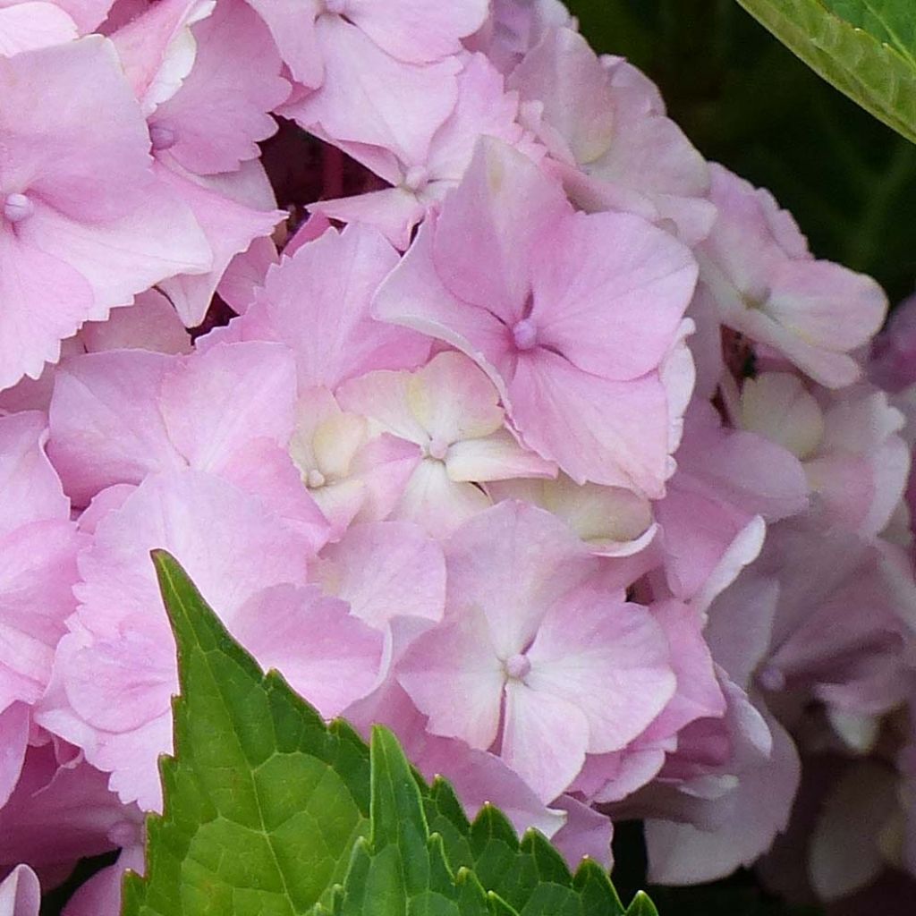 Hortensia macrophylla Magical Harmony