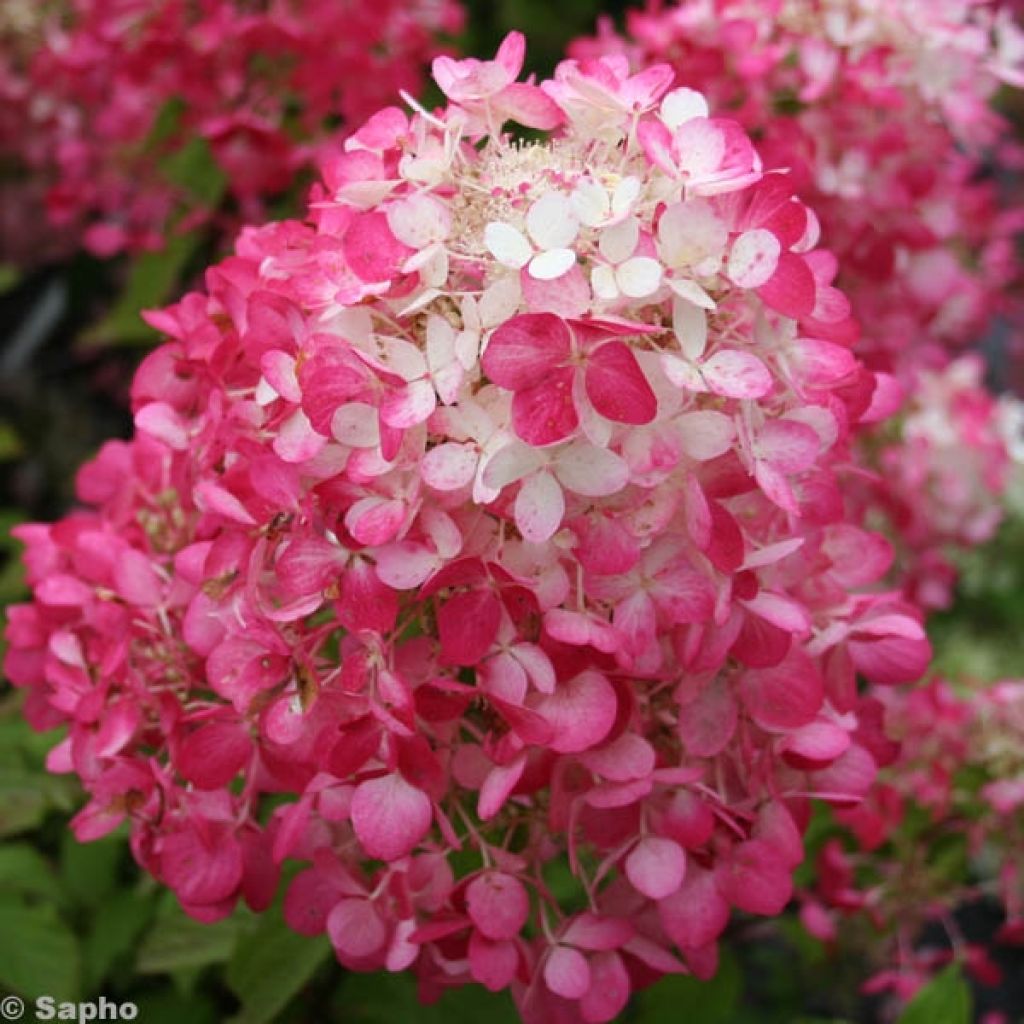 Hortensia - Hydrangea paniculata Diamant Rouge en pot de 10 L