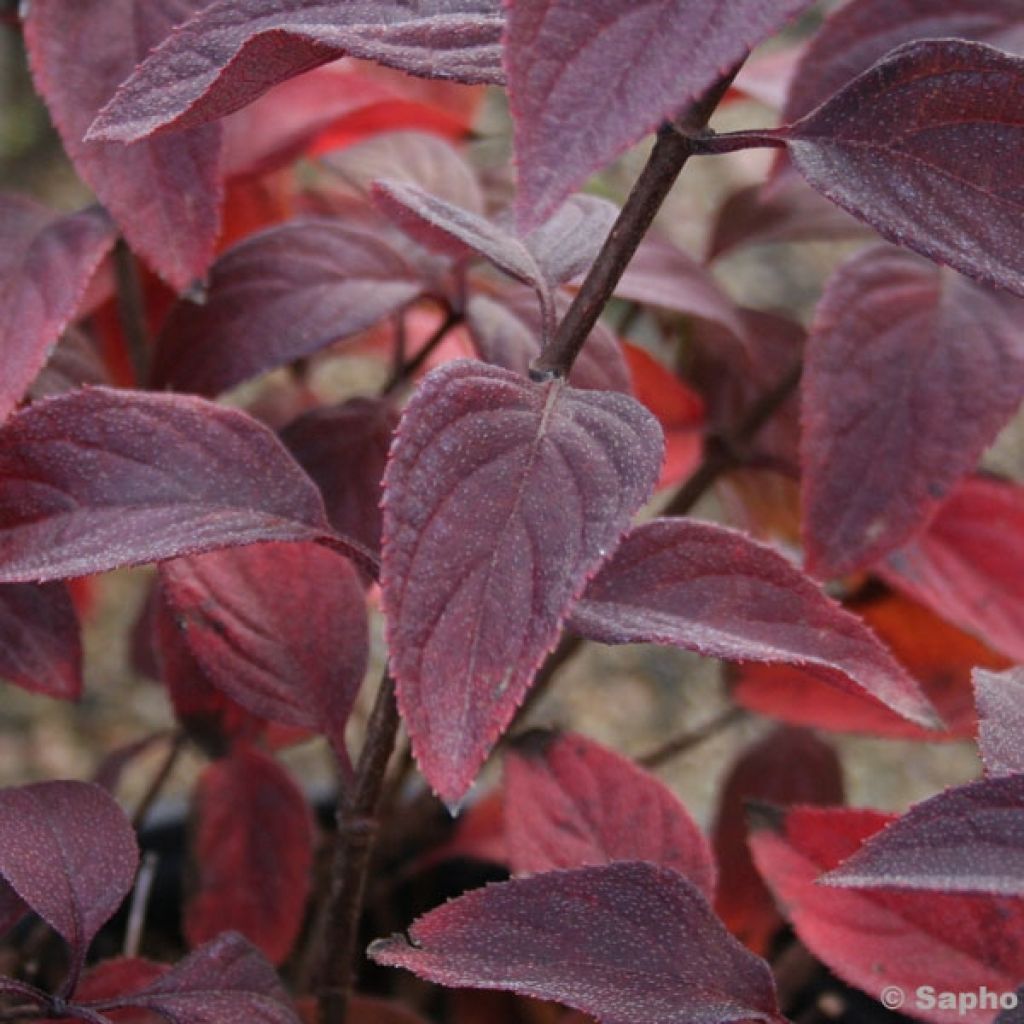 Hydrangea paniculata Diamant Rouge - Hortensia paniculé