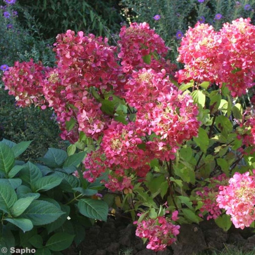 Hydrangea paniculata Diamant Rouge - Hortensia paniculé