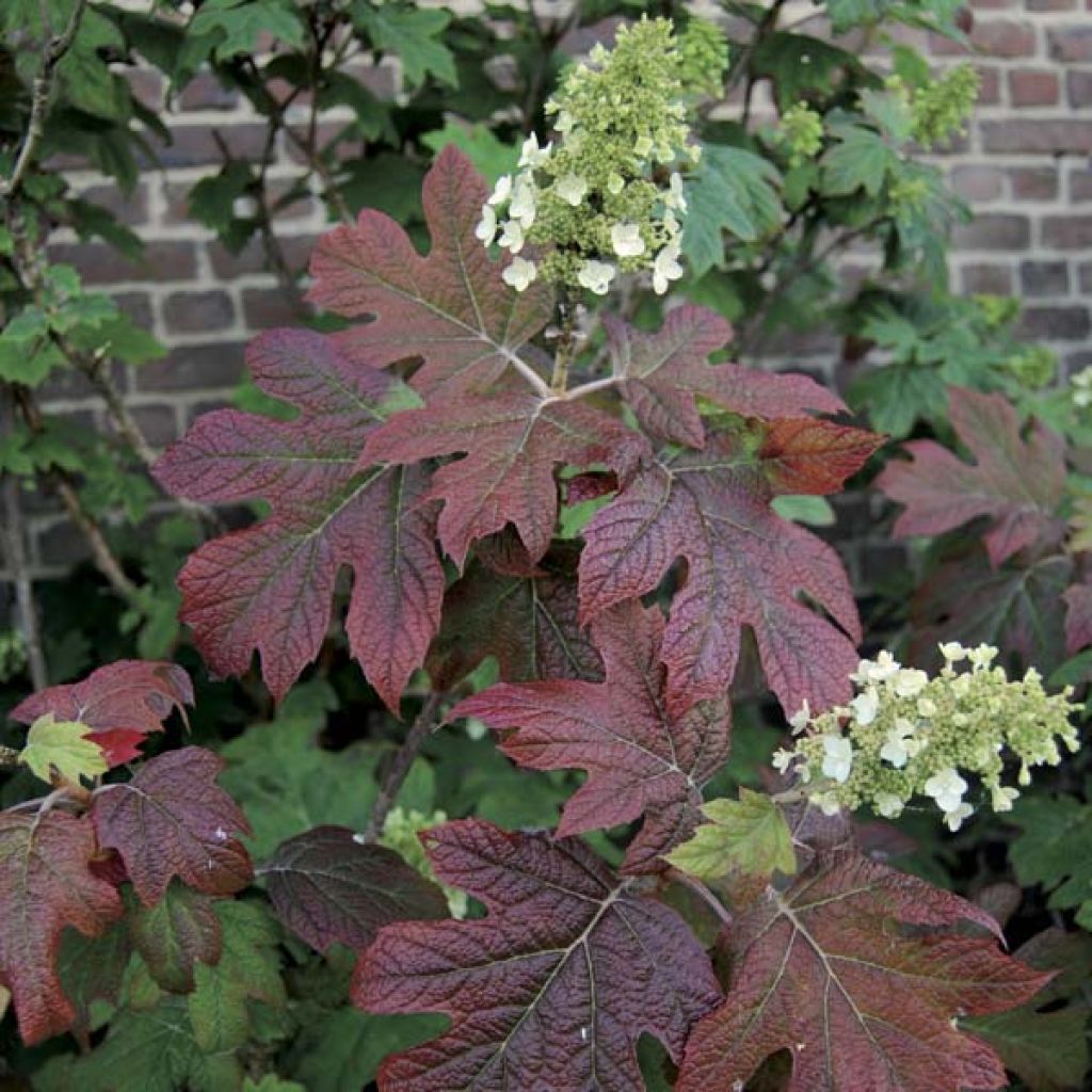 Hortensia - Hydrangea quercifolia Snowflake