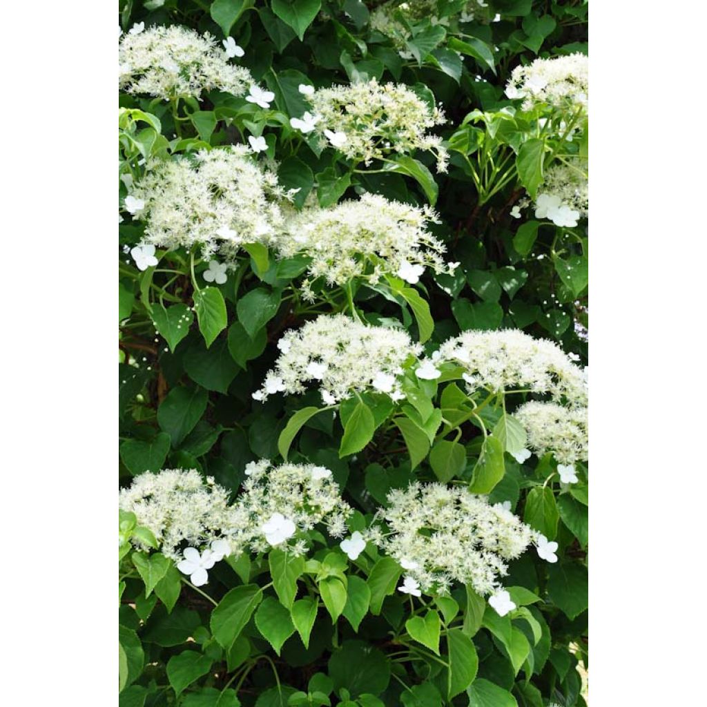 Hortensia grimpant - Hydrangea petiolaris