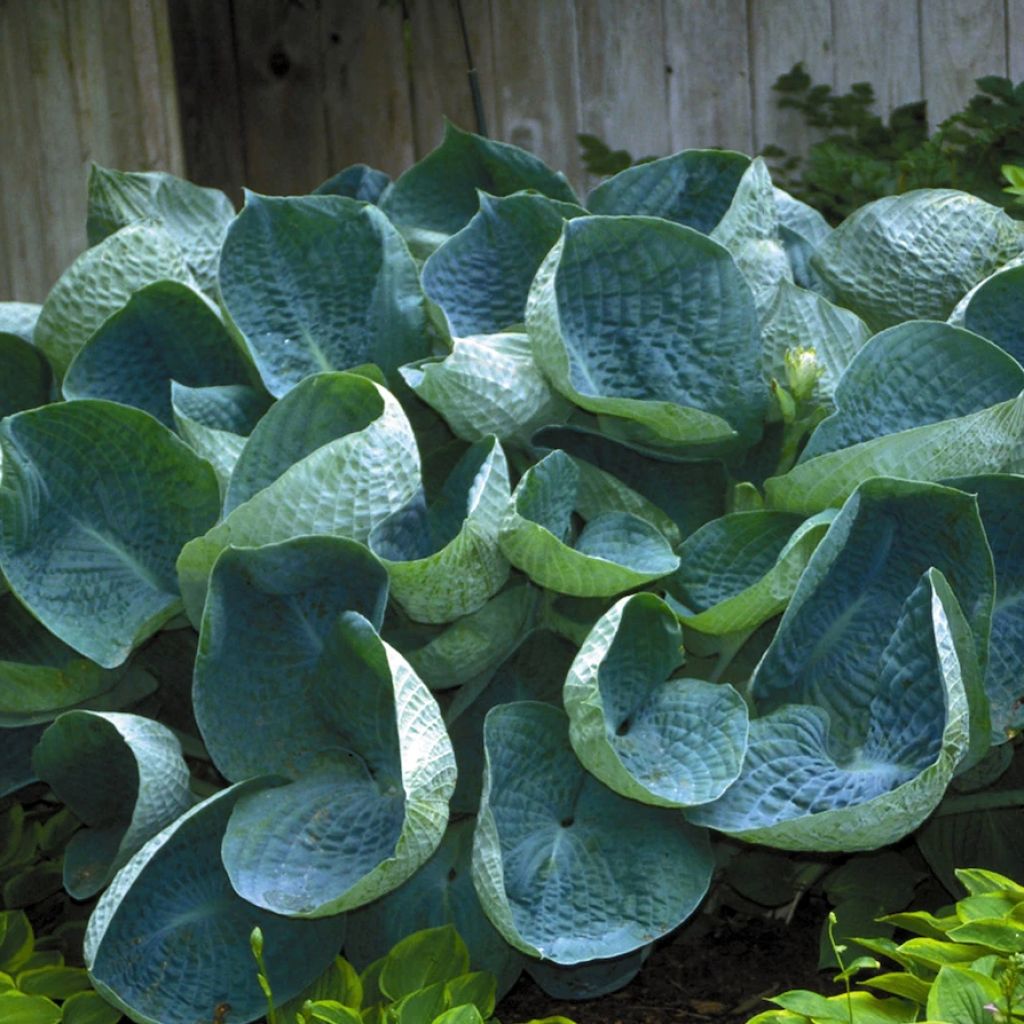 Hosta abiqua Drinking Gourd