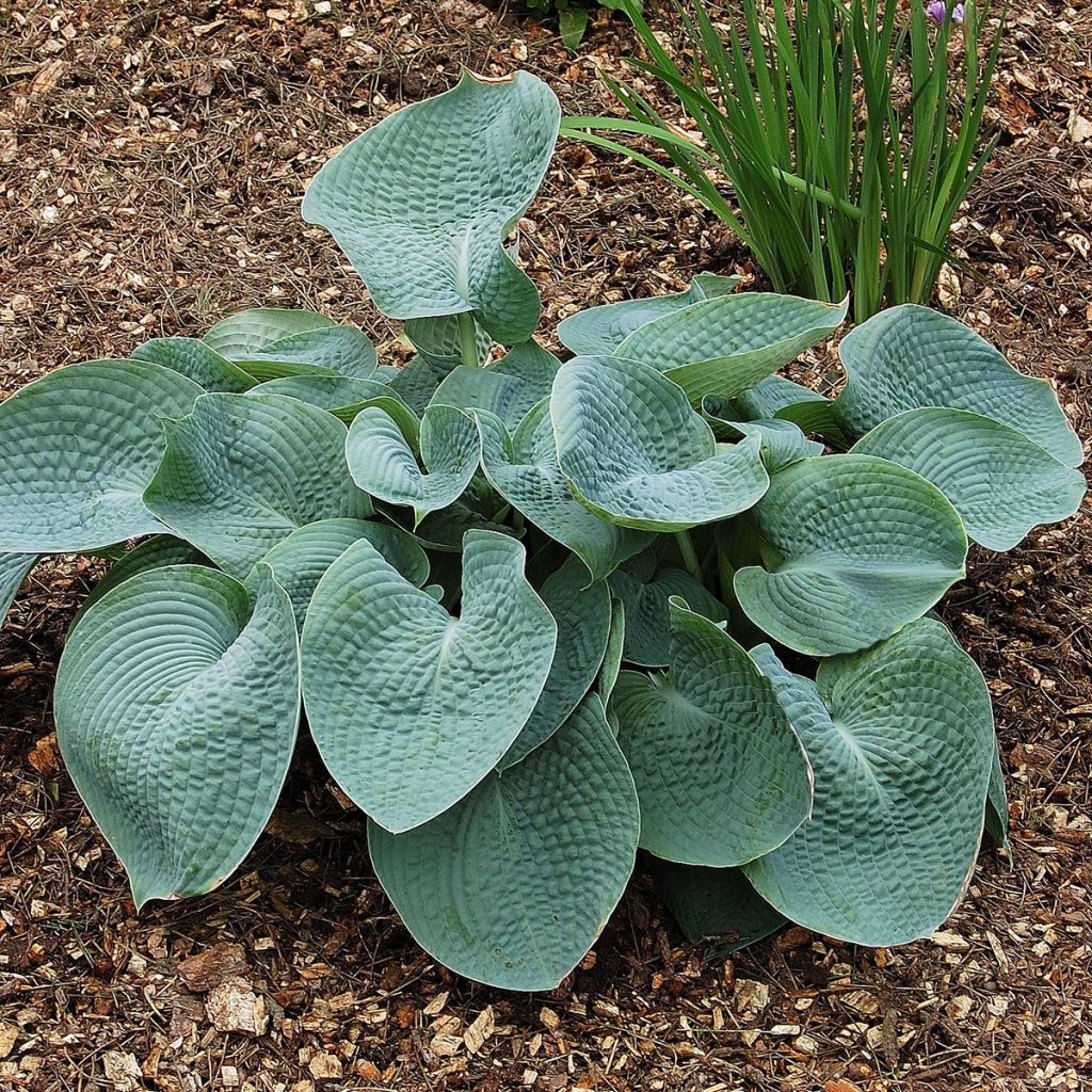 Hosta abiqua Drinking Gourd