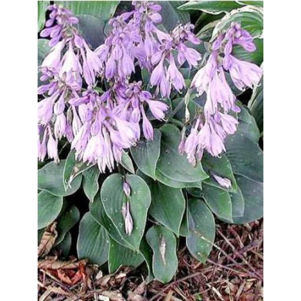 Hosta Blue Cadet