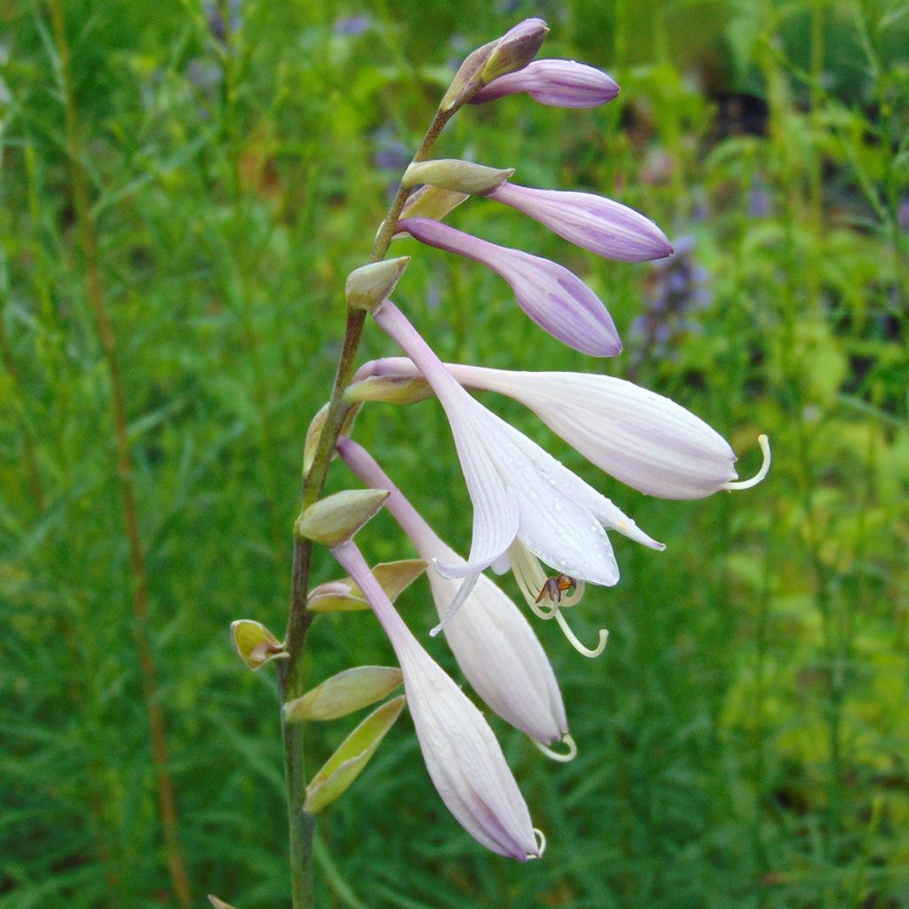 Hosta Krossa Regal