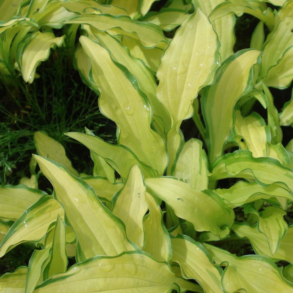 Hosta sieboldii Kabitan 