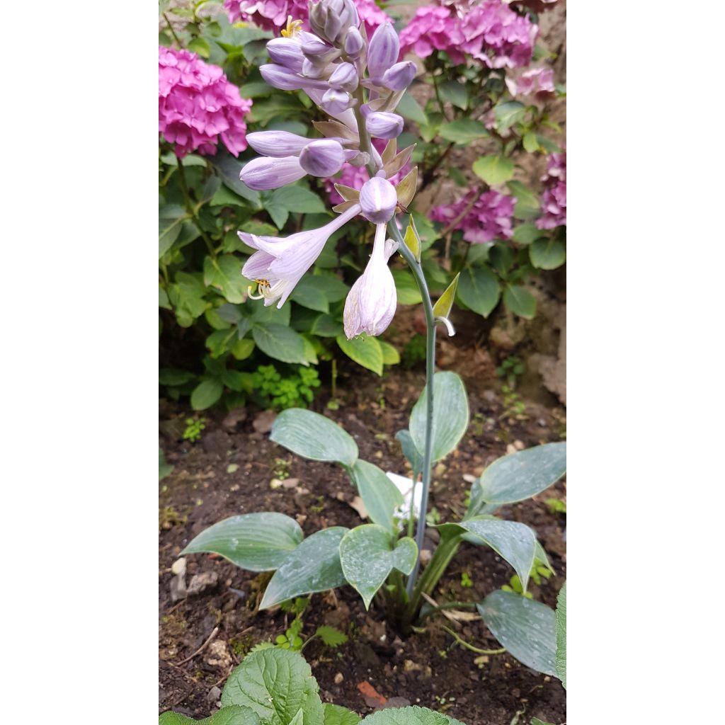 Hosta tardiana Halcyon - Hosta bleu