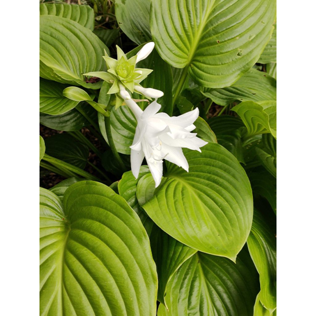 Hosta plantaginea Venus