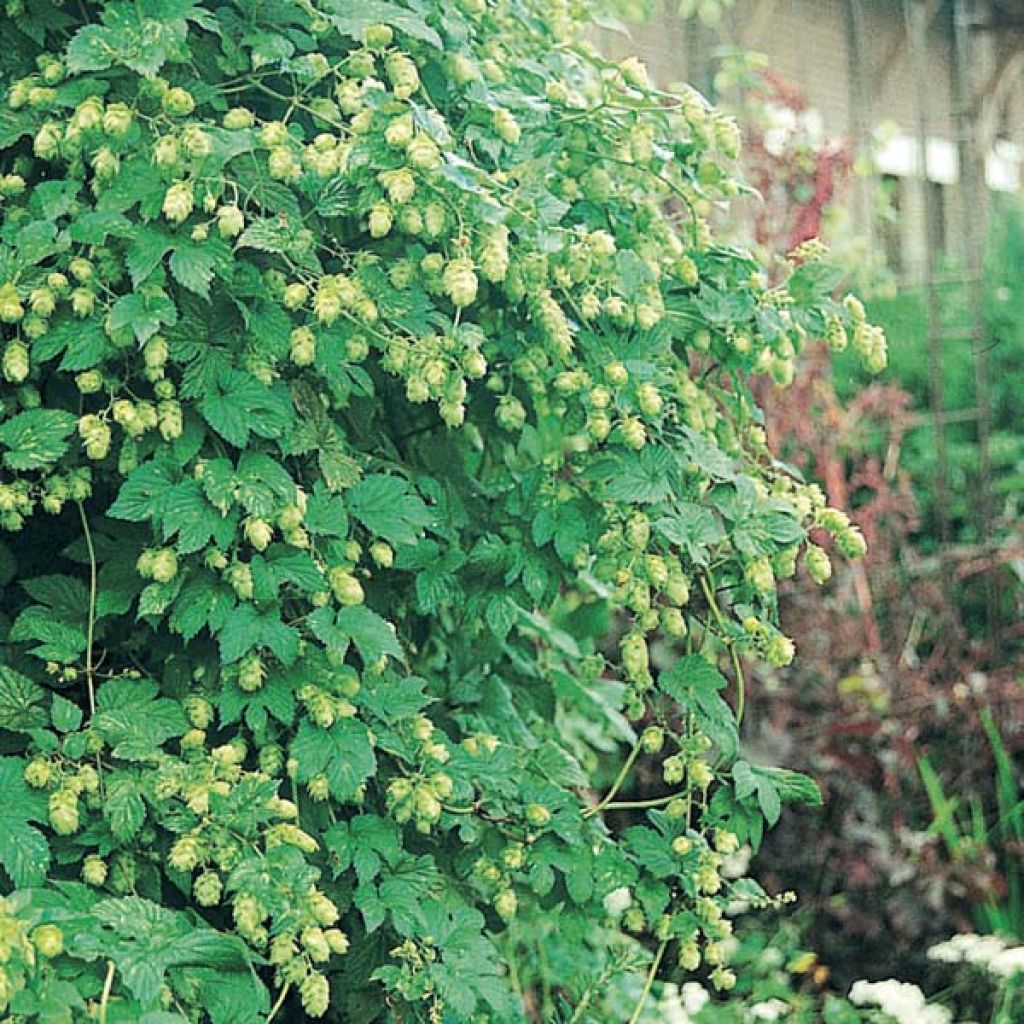 Houblon vert - Humulus lupulus Magnum