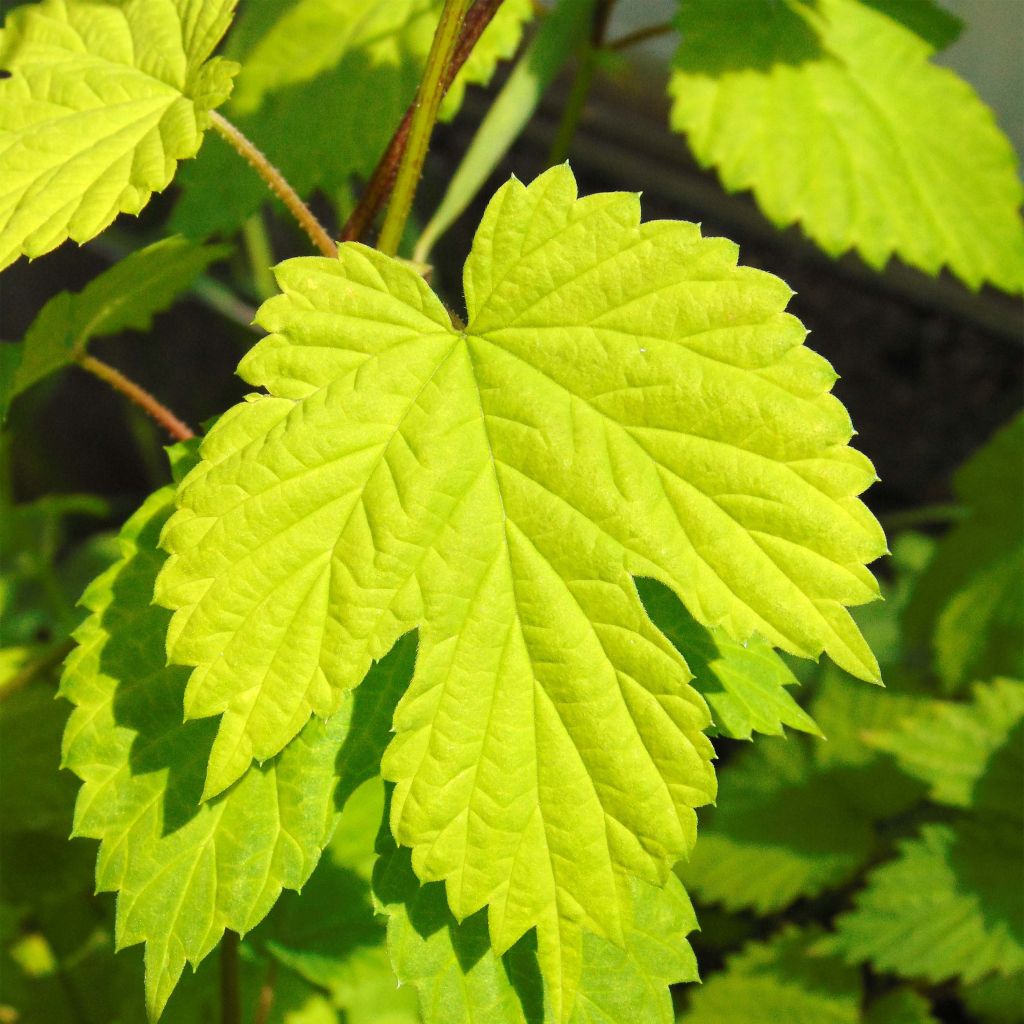 Houblon doré - Humulus lupulus Aureus