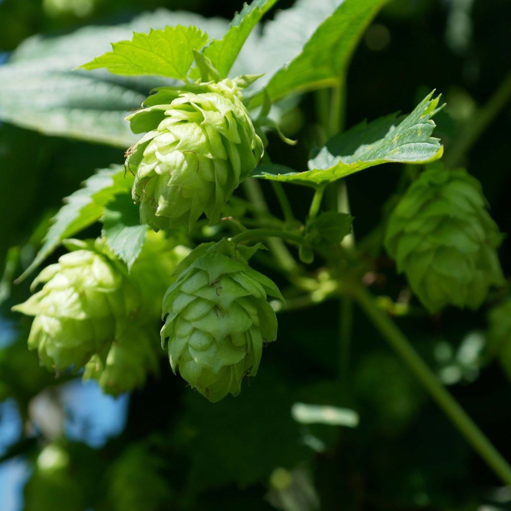 Humulus lupulus 'Nordbrau' - Vente de Houblon pour faire de la bière