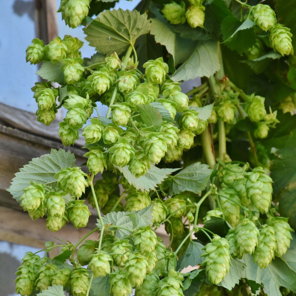 Houblon vert - Humulus lupulus Magnum