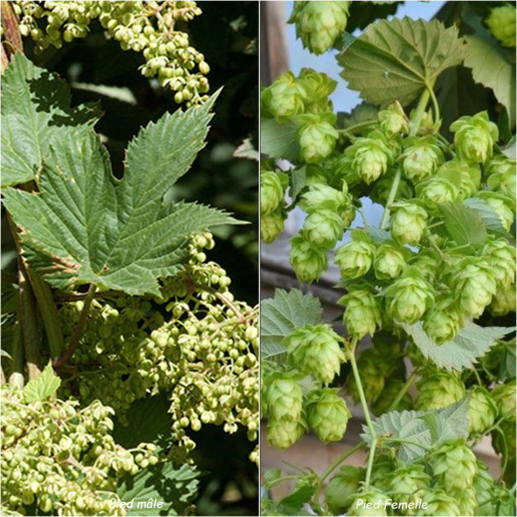 Houblon vert - Humulus lupulus Magnum