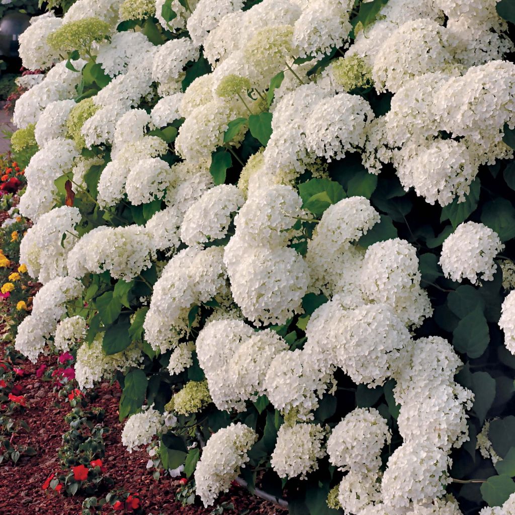 Hortensia arborescens Annabelle