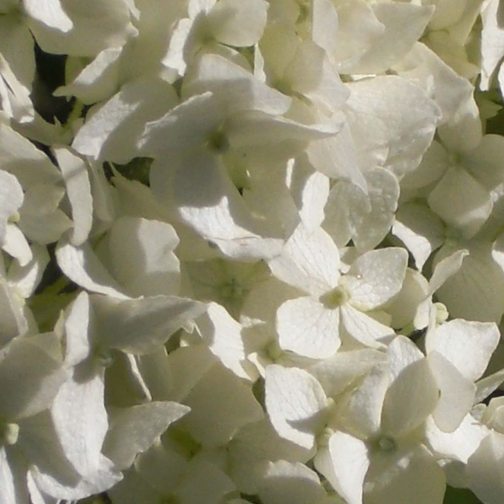 Hortensia arborescens Annabelle