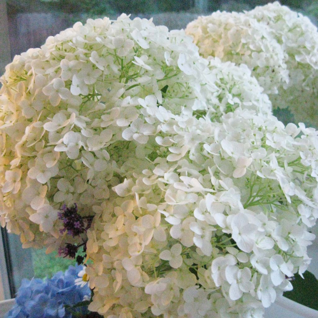 Hortensia arborescens Annabelle