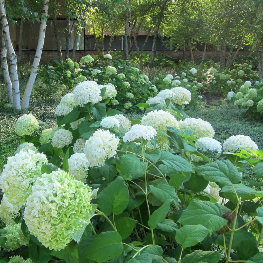 Hortensia arborescens Annabelle