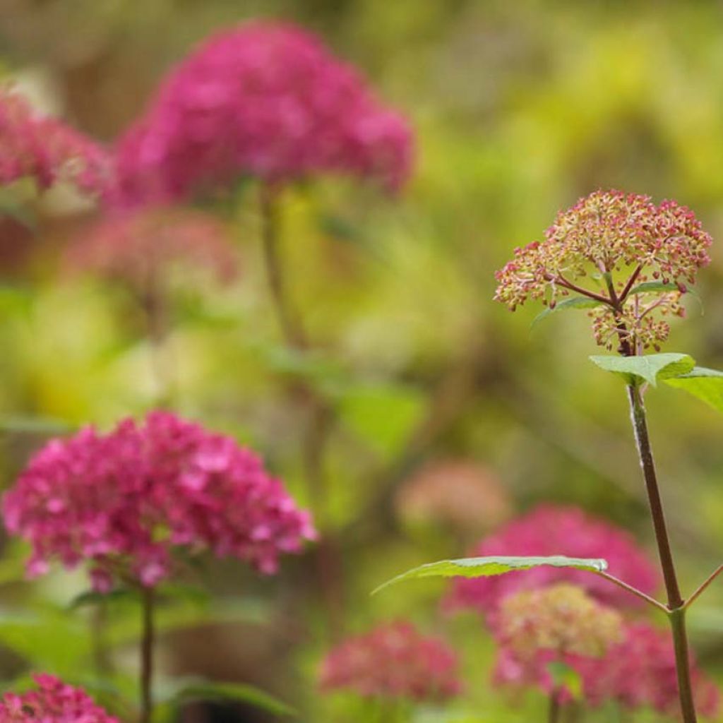 Hortensia arborescens Bella Anna