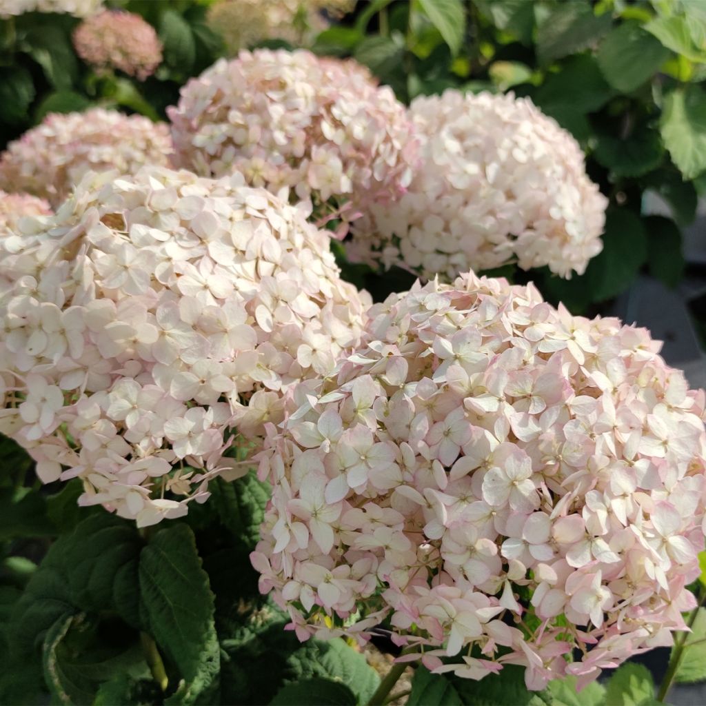 Hortensia arborescens BellaRagazza Blanchetta