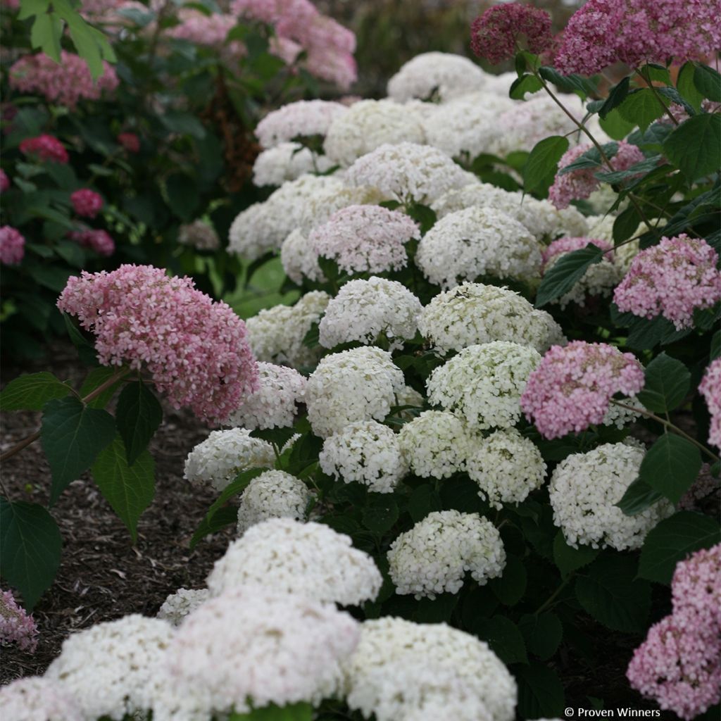 Hortensia arborescens BellaRagazza Blanchetta