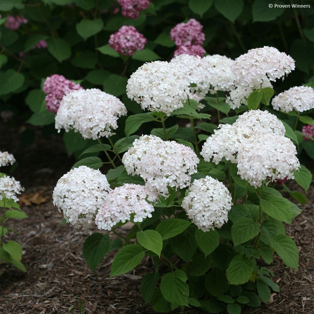 Hortensia arborescens BellaRagazza Blanchetta