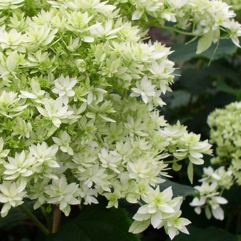 Hortensia arborescens Hayes Starbust