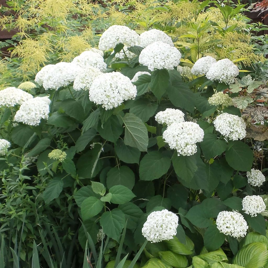 Hortensia arborescens Strong Annabelle ( Incrediball )