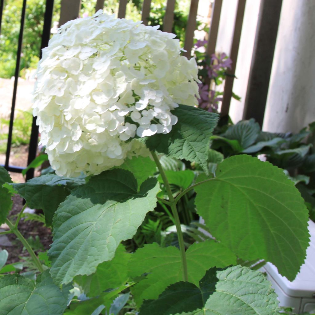 Hortensia arborescens Strong Annabelle ( Incrediball )