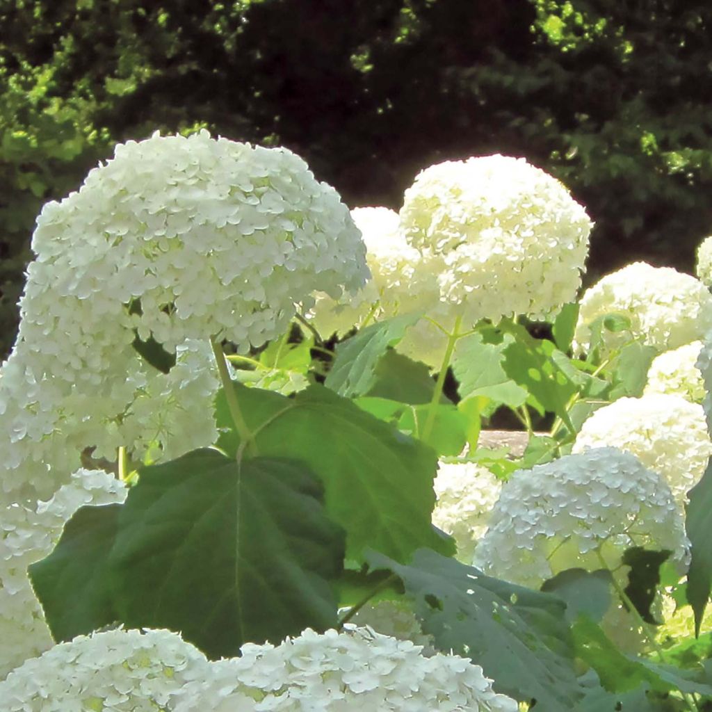 Hortensia arborescens Strong Annabelle ( Incrediball )