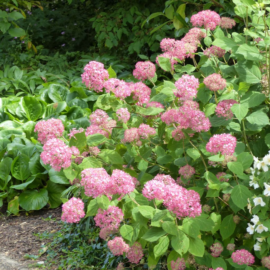 Hortensia arborescens Pink Annabelle ou Invincibelle