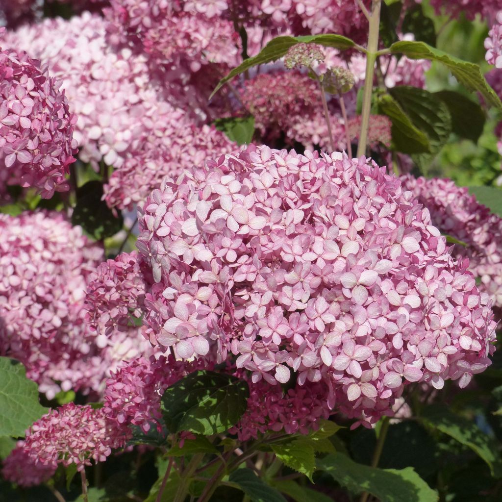 Hortensia arborescens Pink Annabelle ou Invincibelle