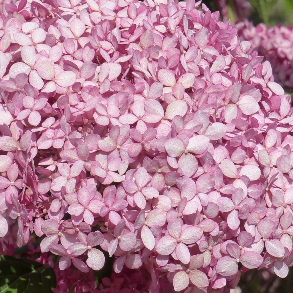 Hortensia arborescens Pink Annabelle ou Invincibelle