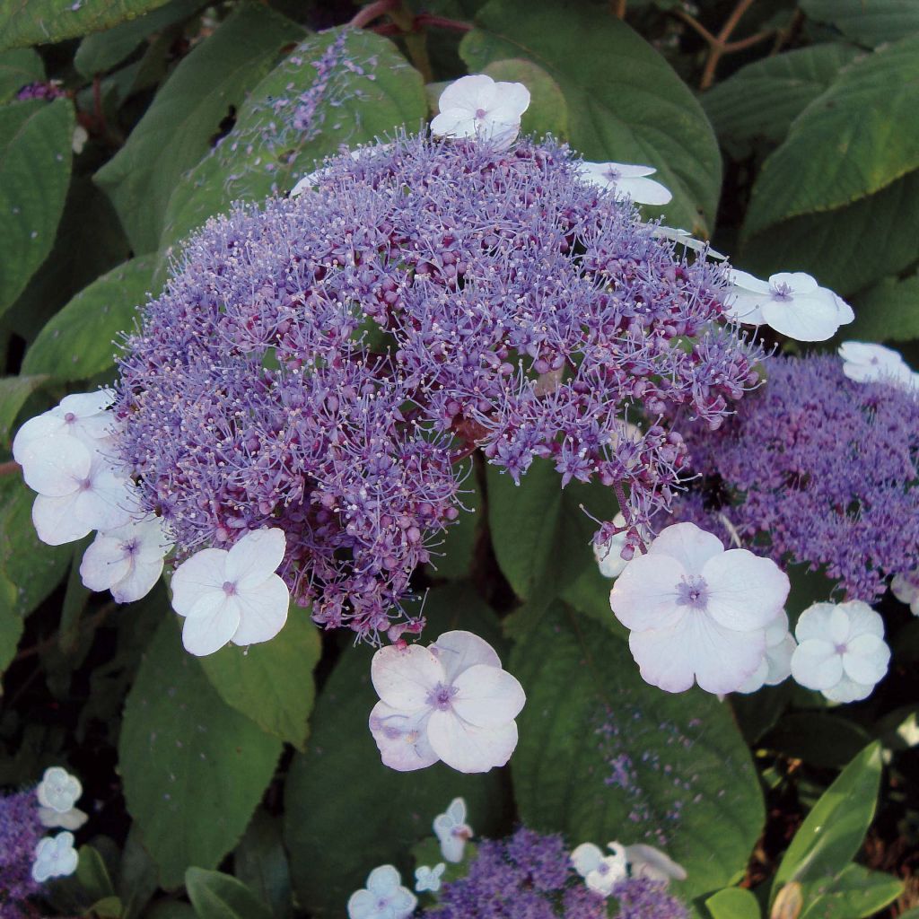 Hortensia - Hydrangea aspera Macrophylla 