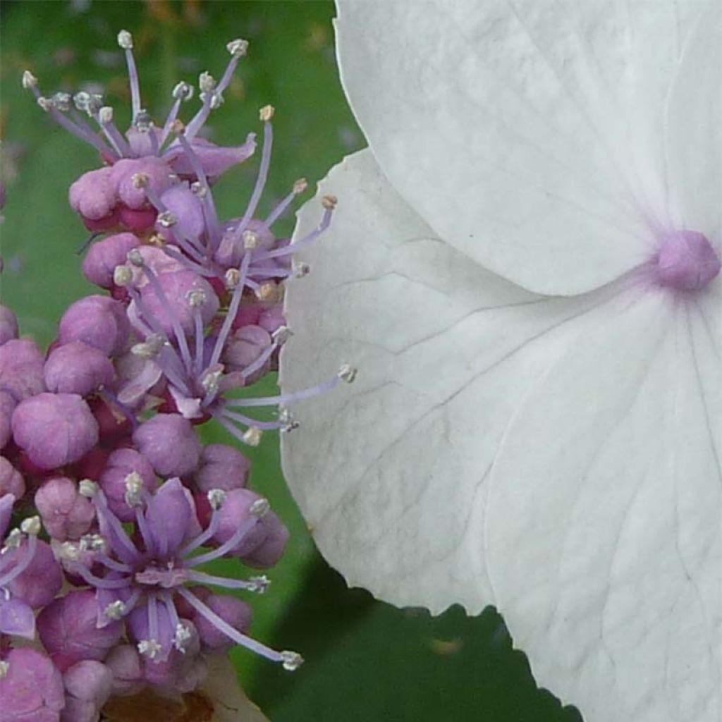 Hortensia - Hydrangea aspera Macrophylla 