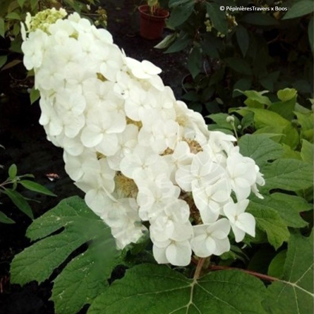 Hydrangea quercifolia Amethyst - Hortensia à feuilles de chêne