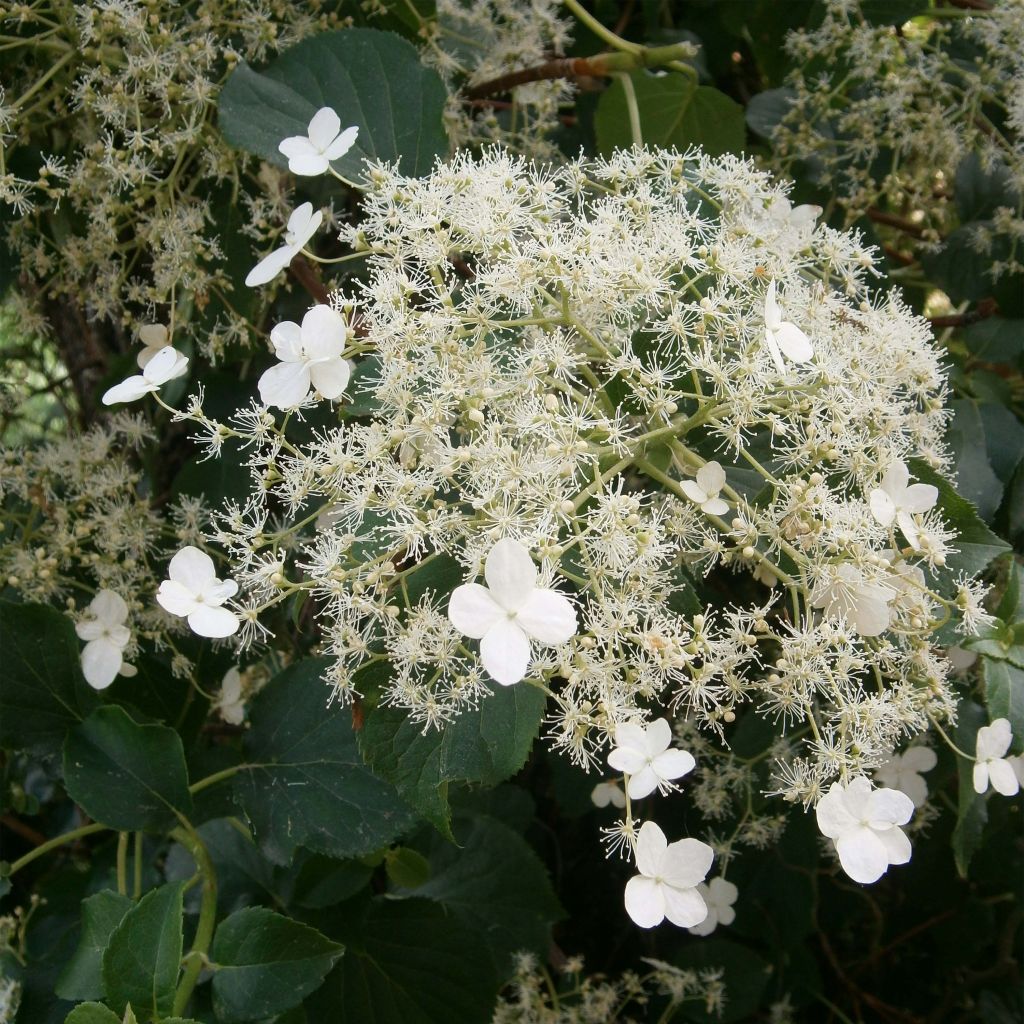 Hortensia grimpant - Hydrangea petiolaris